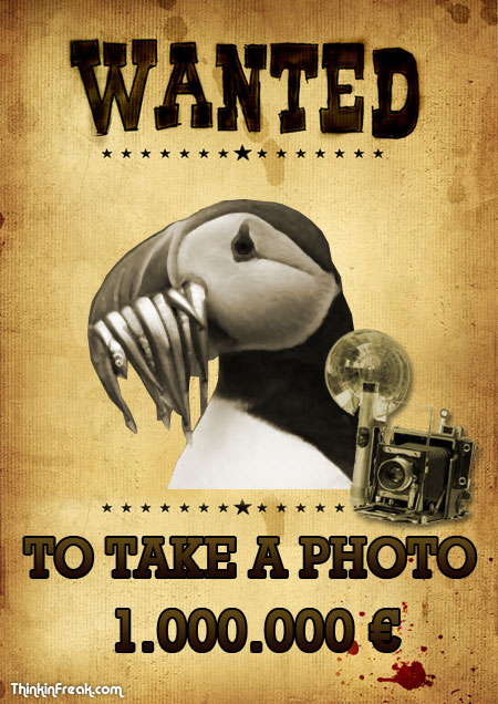 frailecillo_wanted frailecillo_wanted