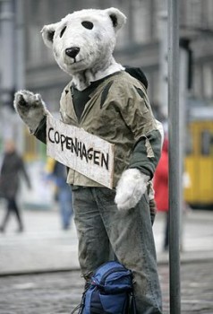 Oso Polar